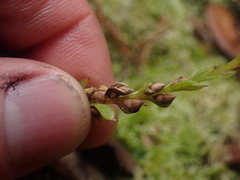 Tmesipteris tannensis