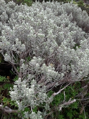 Olearia moschata