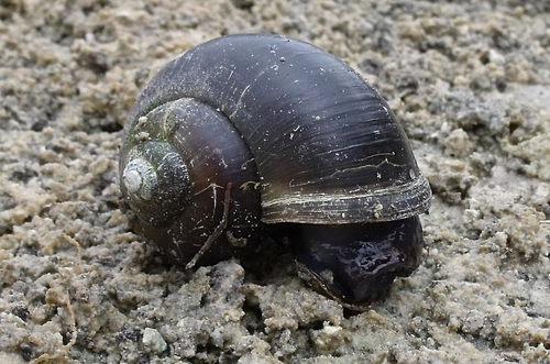 Florida Apple Snail