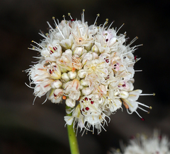 Eriogonum nudum scapigerum