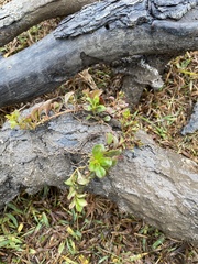 Ludwigia repens