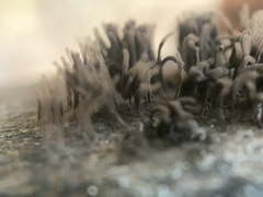 Stemonitis