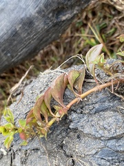 Ludwigia repens