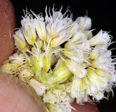 Eriogonum nudum scapigerum