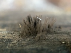 Stemonitis