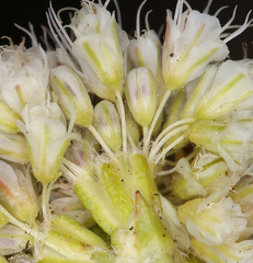 Eriogonum nudum scapigerum
