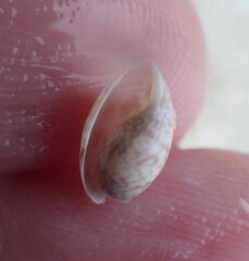 Bulla occidentalis