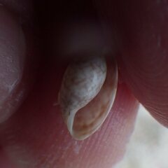Bulla occidentalis
