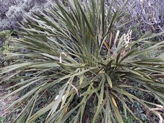 Aciphylla horrida