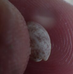 Bulla occidentalis