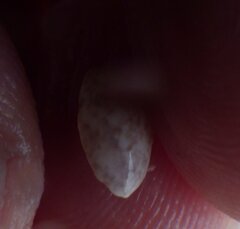 Bulla occidentalis