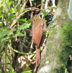 Xiphorhynchus flavigaster