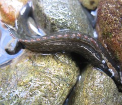 Acanthoclinus fuscus