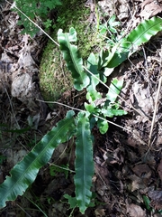 Asplenium scolopendrium americanum
