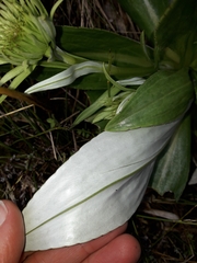 Celmisia holosericea