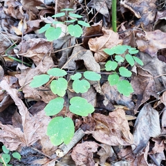 Thalictrum thalictroides