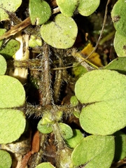 Nertera villosa