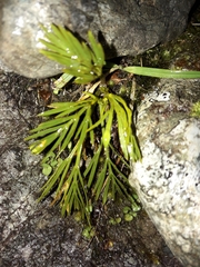 Aciphylla divisa
