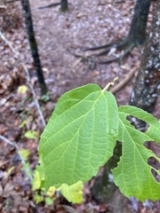 Hamamelis virginiana