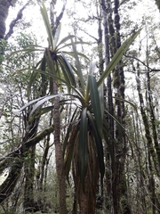 Cordyline indivisa