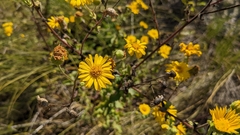 Heterotheca subaxillaris