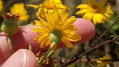 Heterotheca subaxillaris