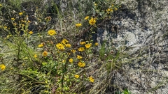 Heterotheca subaxillaris