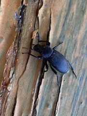 Nycterinus