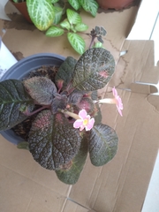 Episcia lilacina