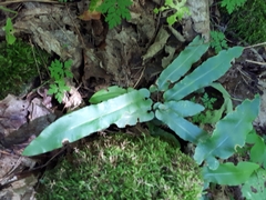 Asplenium scolopendrium americanum