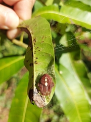 Eriophora ravilla