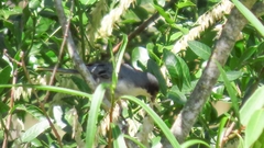 Microspingus melanoleucus