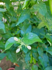 Dolichandra unguis-cati