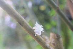 Tremella fuciformis