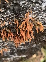 Calocera