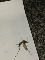 Culicinae