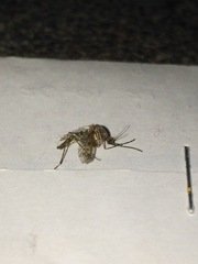 Culicinae
