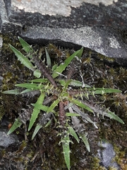 Plantago triandra