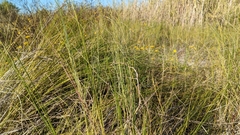 Sporobolus pumilus