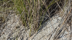 Sporobolus pumilus