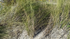 Sporobolus pumilus