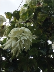 Mussaenda philippica