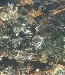 Membranipora membranacea