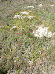 Disphyma crassifolium