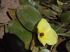 Hydrocleys nymphoides