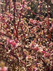 Salsola tragus
