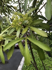 Pseudopanax crassifolius × lessonii