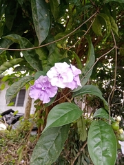 Brunfelsia pauciflora