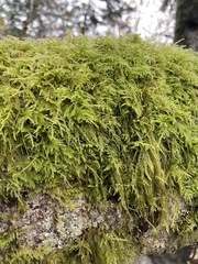 Kindbergia praelonga