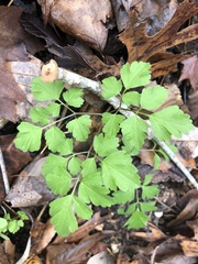 Osmorhiza longistylis
